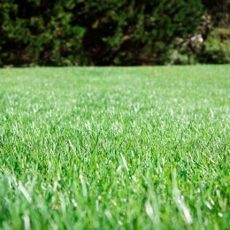 LawnEnvy-34