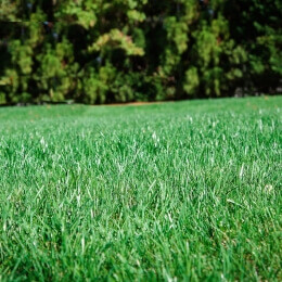 LawnEnvy-35